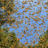 World Press Photo: Unzählige orangefarbene Falter vor tiefblauem Himmel und leuchtend grünen Tannenwipfeln.