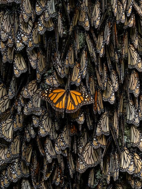 World Press Photo: Ein Monarchfalter mit ausgebreiteten Flügeln im Kontrast zu Artgenossen mit geschlossenen Flügeln.