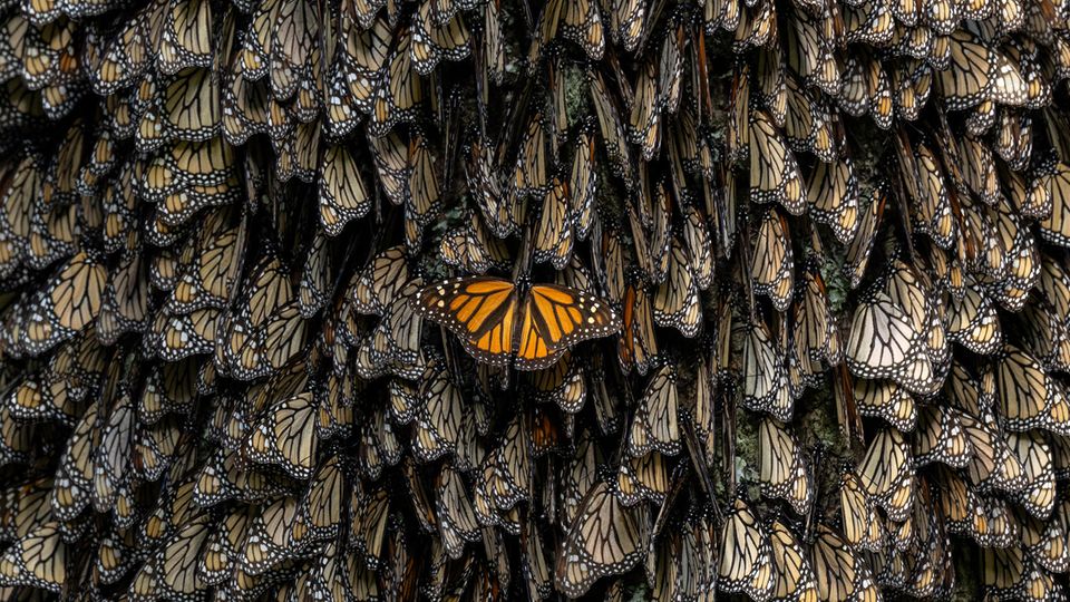 World Press Photo: Ein Monarchfalter mit ausgebreiteten Flügeln im Kontrast zu Artgenossen mit geschlossenen Flügeln.