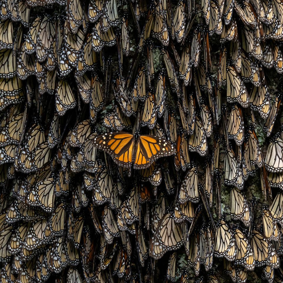 World Press Photo: Ein Monarchfalter mit ausgebreiteten Flügeln im Kontrast zu Artgenossen mit geschlossenen Flügeln.