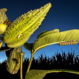 World Press Photo: Nahaufnahme einer gestreiften Raupe an der Blattnterseite, die Samenkapsel der Pflanze im Vordergrund.
