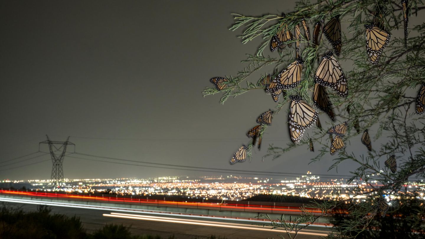 World Press Photo: Monarchfalter übernachten in unmittelbarer Nähe einer Autobahn World Press Photo: Monarchfalter übernachten in unmittelbarer Nähe einer Autobahn