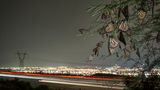 World Press Photo: Monarchfalter übernachten in unmittelbarer Nähe einer Autobahn