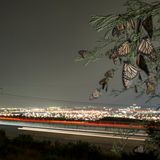 World Press Photo: Monarchfalter übernachten in unmittelbarer Nähe einer Autobahn