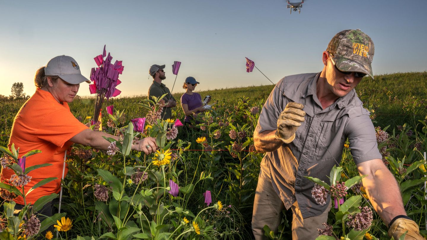 World Press Photo: Wendy Caldwell und Timothy Fredricks stecken Flaggen im Feld, im Hintergrund eine Drohne im Flug. World Press Photo: Wendy Caldwell und Timothy Fredricks stecken Flaggen im Feld, im Hintergrund eine Drohne im Flug.