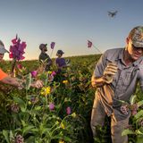 World Press Photo: Wendy Caldwell und Timothy Fredricks stecken Flaggen im Feld, im Hintergrund eine Drohne im Flug.