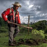 World Press Photo: José Humberto García Miranda bereitet mit einer Spitzhacke ein Erdloch für Tannensetzlinge.