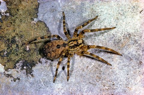 Invasive Art Zoropsis spinimana
