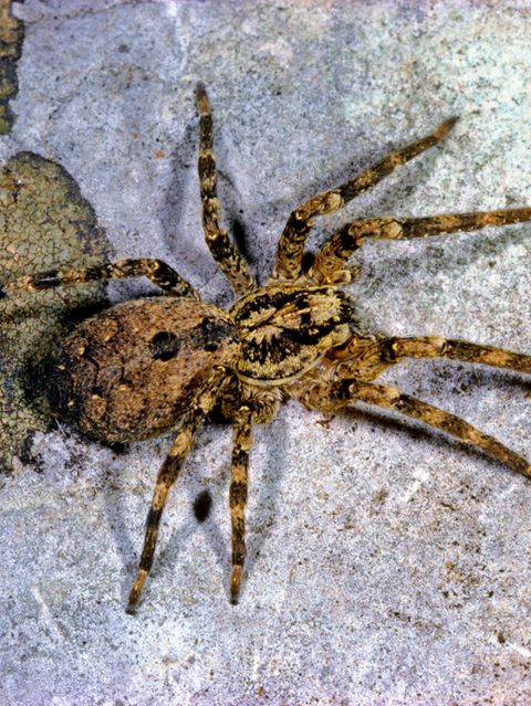 Invasive Art Zoropsis spinimana