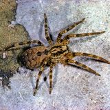 Invasive Art Zoropsis spinimana