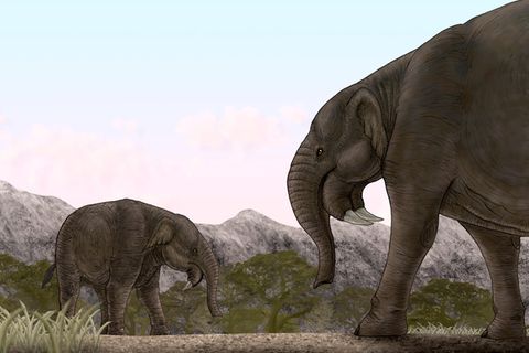 Als die Deinotherien vor zehn Millionen Jahren in Deutschland lebten, herrschte ein subtropisches Klima