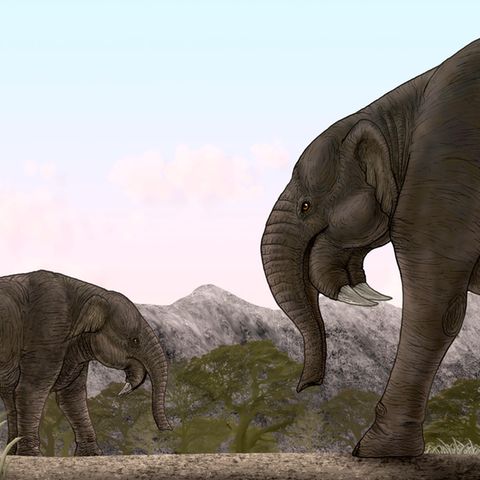 Sensationsfund Deinotherium Urzeitelefant Als die Deinotherien vor zehn Millionen Jahren in Deutschland lebten, herrschte ein subtropisches Klima