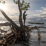 Ein Jugendlicher versucht, auf dem Stumpf eines durch Überschwemmungen entwurzelten Baumes Handyempfang zu bekommen