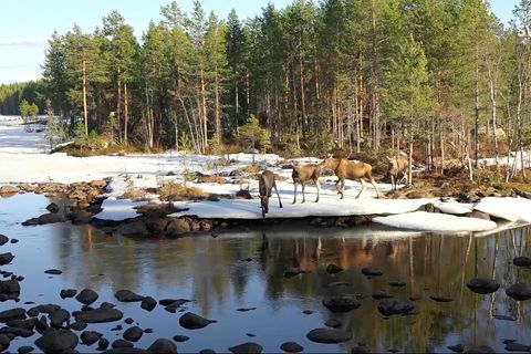 Bei ihrer Reise queren die Elche den Ångermanälven-Fluss in Schweden