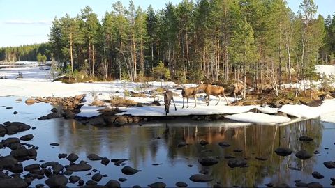 Bei ihrer Reise queren die Elche den Ångermanälven-Fluss in Schweden