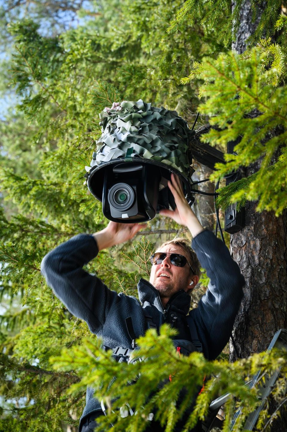 Elch-Show: Techniker Markus Skogström versteckt eine der insgesamt 35 Kameras in einem Baum Elch-Show: Techniker Markus Skogström versteckt eine der insgesamt 35 Kameras in einem Baum