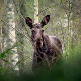 Nahaufnahme eines Elchs