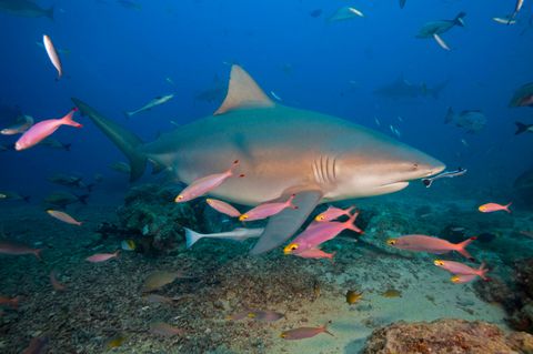 Ein Bullenhai gleitet zwischen roten Fischen über den Meeresgrund