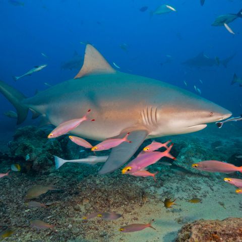 Ein Bullenhai gleitet zwischen roten Fischen über den Meeresgrund