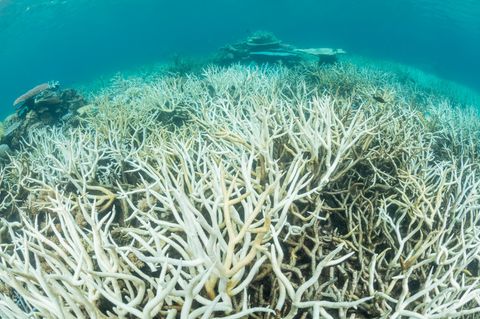 Korallenbleiche am Great Barrier Reef, hier im Jahr 2017
