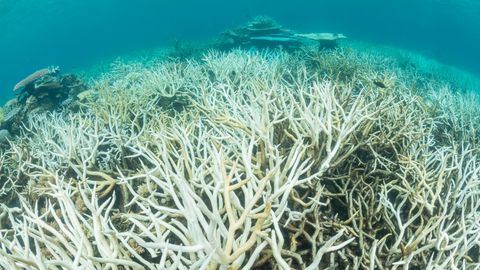 Korallenbleiche am Great Barrier Reef, hier im Jahr 2017