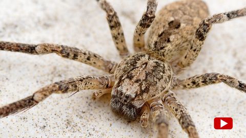 Nosferatu-Spinne – das sollten Sie tun, wenn Sie ein Exemplar in ihrer Wohnung entdecken