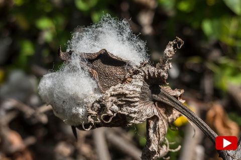 "Schmutzige" Baumwolle: Die blutige Spur von "Better Cotton" zu Zara und H&M (Video)