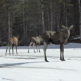 3 Elche stehen in schneebedeckter Landschaft vor einem Wald, ein Elch vorne rechts blickt in die Kamera.