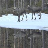 Drei Elche stehen am schneebedeckten Ufer und werden im Wasser gespiegelt.