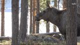 Elch im Wald im Profil, guckt nach links