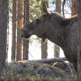 Elch im Wald im Profil, guckt nach links