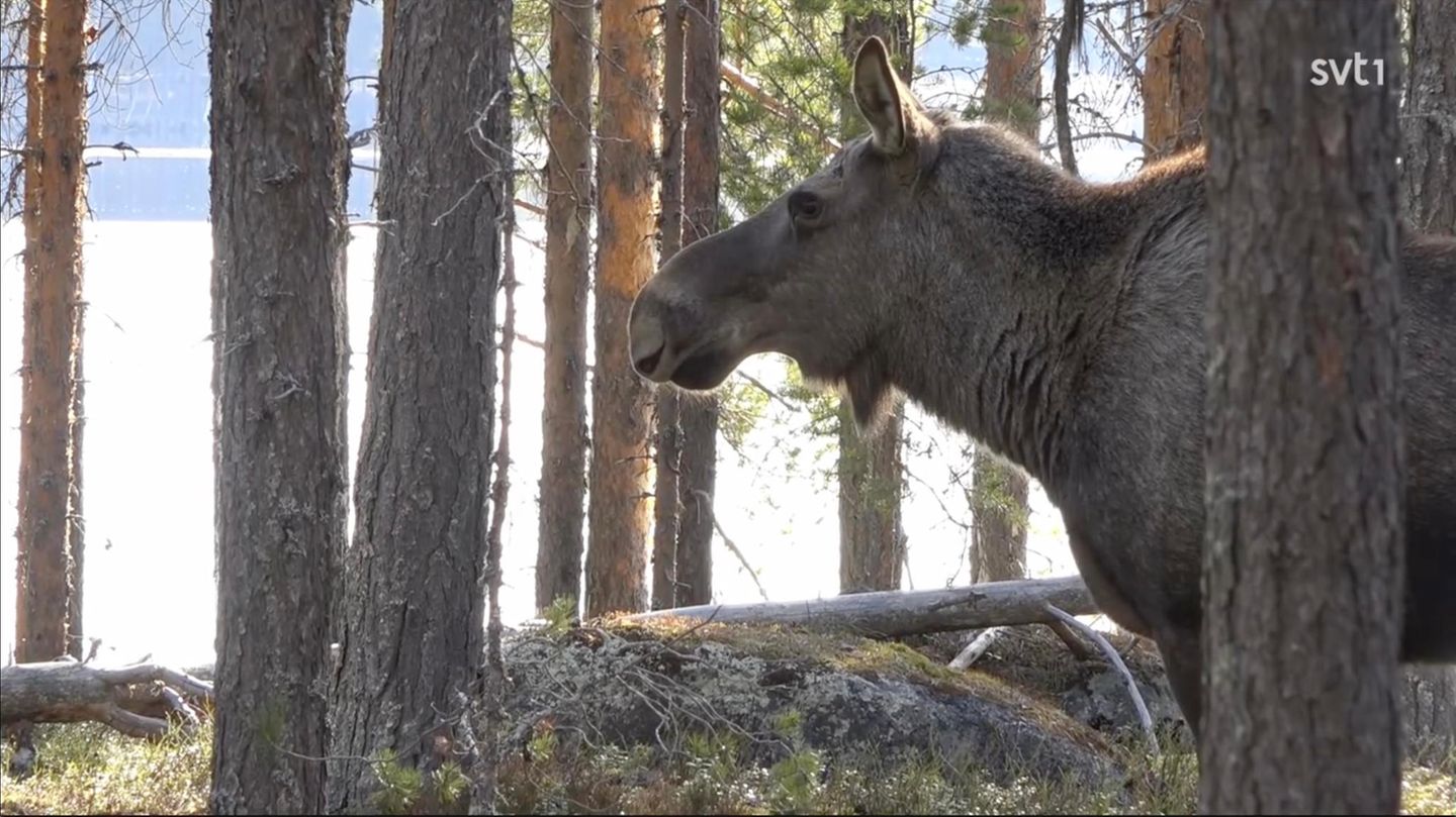 Elch im Wald im Profil, guckt nach links