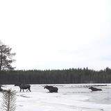 5 Elche in schneebedeckter Landschaft waten von rechts nach links durch das Wasser.
