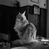 Ein flauschiger Kater sitzt in einer Filszene von Ripley auf einem Tisch