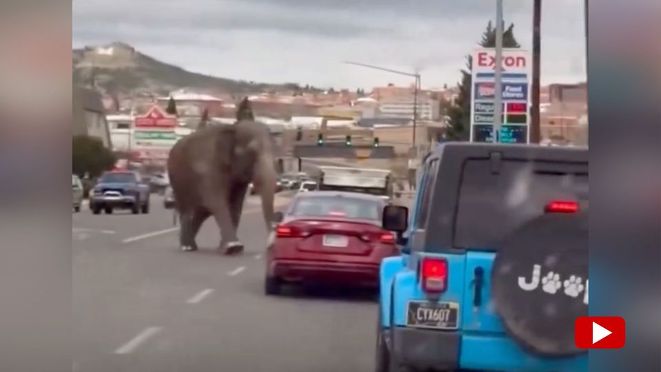 Ausgebüxt: Elefant spaziert unbeirrt durch den Verkehr