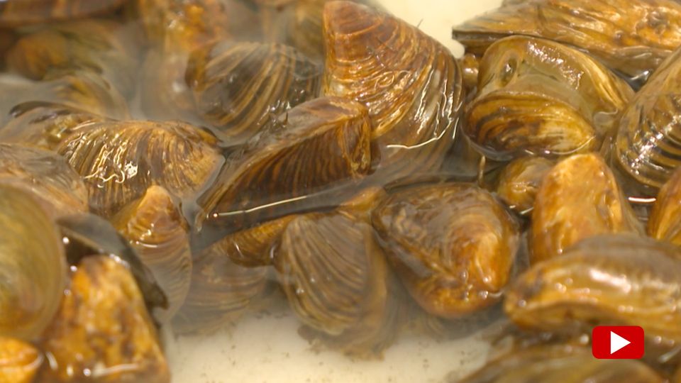 Invasive Arten: Quagga-Qualle vermehrt sich im Bodensee rasend schnell (Video)