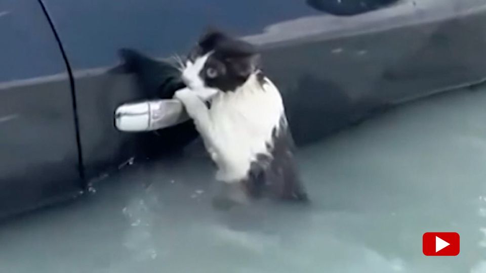Unwetter in Dubai: Katze klammert sich in den Fluten an Autotür (Video)
