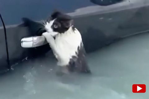 Unwetter in Dubai: Katze klammert sich in den Fluten an Autotür (Video)