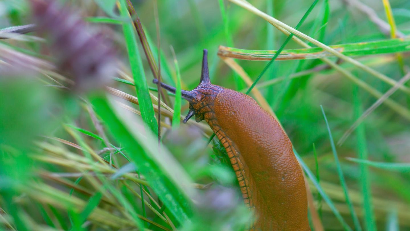 Pflanzen gegen Schnecken einsetzen So halten Sie die Weichtiere fern