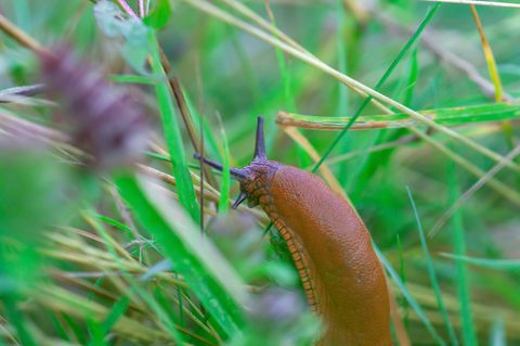 Eine Nacktschnecke kriecht durch dichtes Gras
