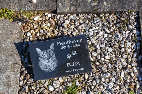 Tierbestattung auf dem Tierfriedhof Kornwestheim: das Grab einer Katze