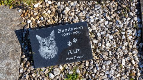 Tierbestattung auf dem Tierfriedhof Kornwestheim: das Grab einer Katze