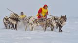 Krasnoyarsk, Russland. Die indigenen Nomaden der Nenzen feiern heute ihre Rentiere: Denn sie sind Nahrungsquelle und Transportmittel zugleich. Auf der Taymyr-Halbinsel im hohen Norden des Landes veranstalten die Nenzen ihnen zu Ehren deshalb ein großes Schlittenrennen.