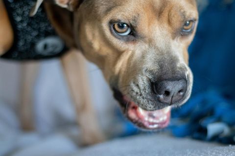 Ein Pitbull fletscht die Zähne