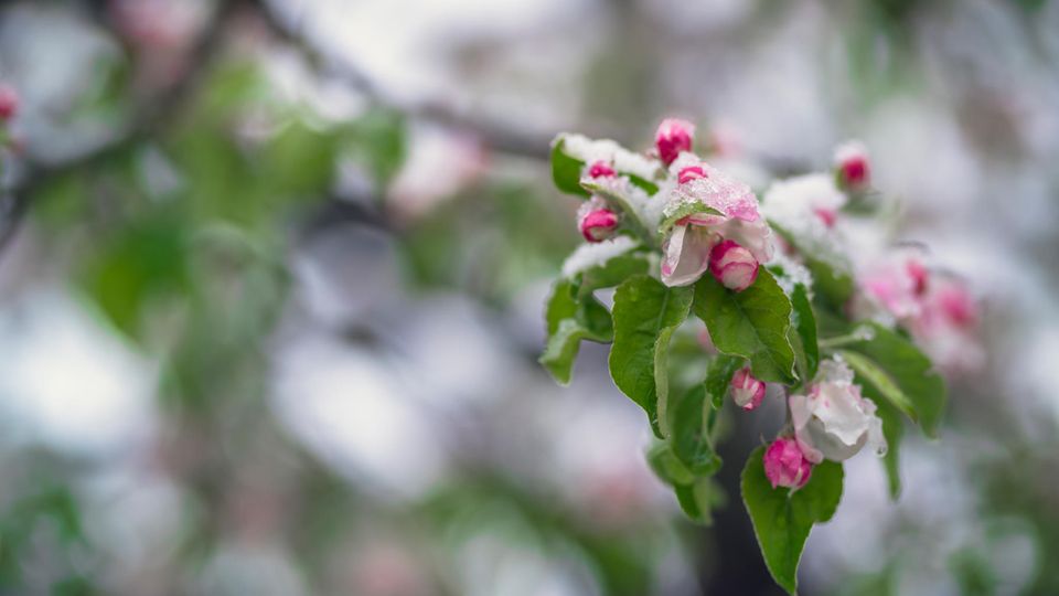 Wintereinbruch im April: Mit Schnee bedeckte Apfelblüte