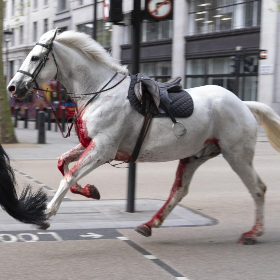 Ein Rappe und ein Schimmel galoppieren durch London, das weiße Pferd ist blutverschmiert