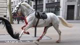 Ein Rappe und ein Schimmel galoppieren durch London, das weiße Pferd ist blutverschmiert