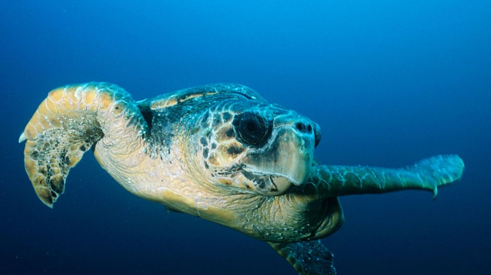 Baby-Schildkröten in Not: Jungtiere stranden an Südafrikas Küste