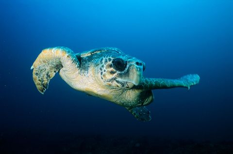 Baby-Schildkröten in Not: Jungtiere stranden an Südafrikas Küste