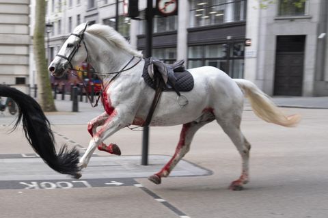 Bei Militärübung ausgebüxt: Blutüberströmte Pferde galoppieren durch London und verletzen mehrere Personen